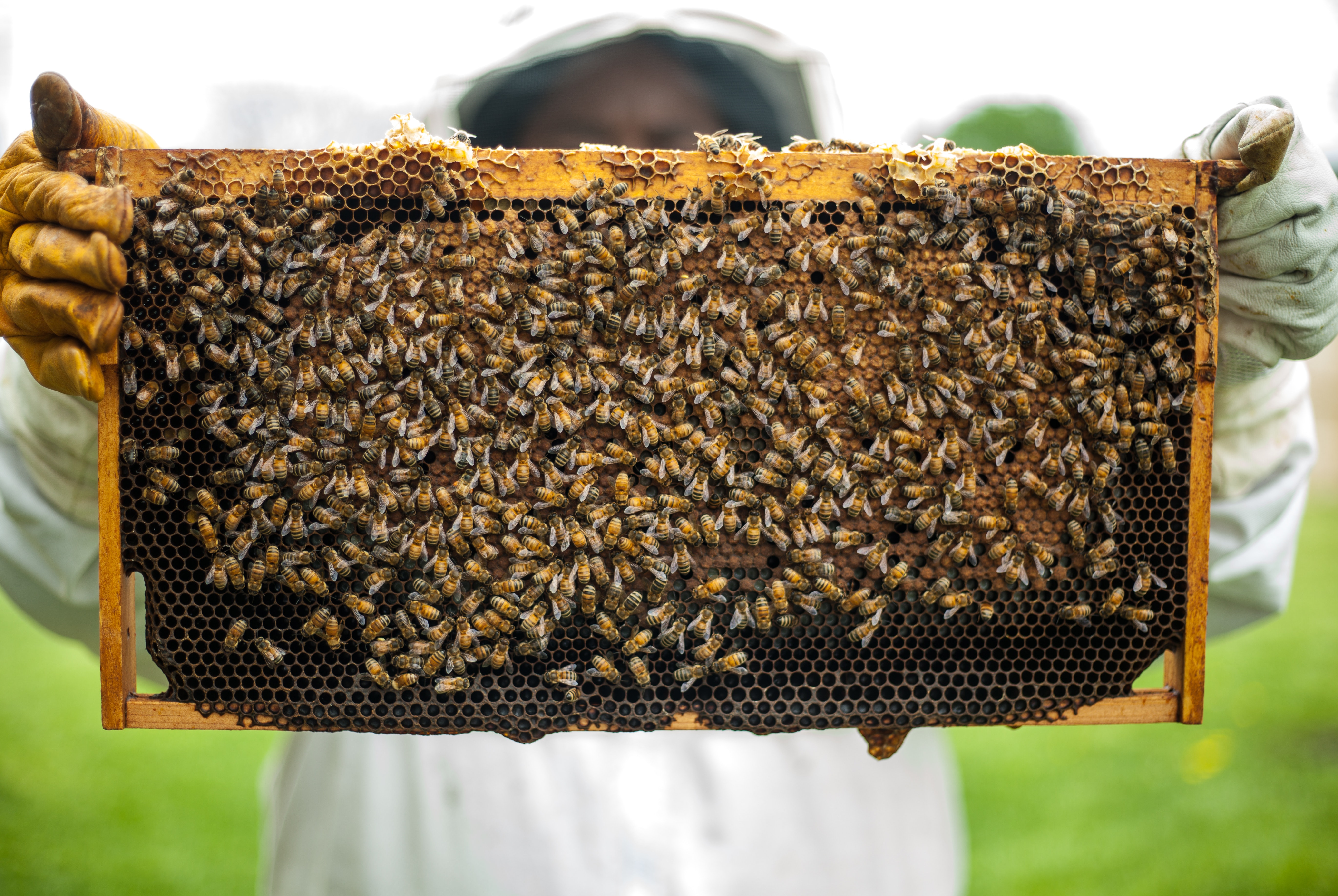 beekeeper holding honeycomb with bees
