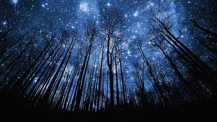 trees and night sky with stars