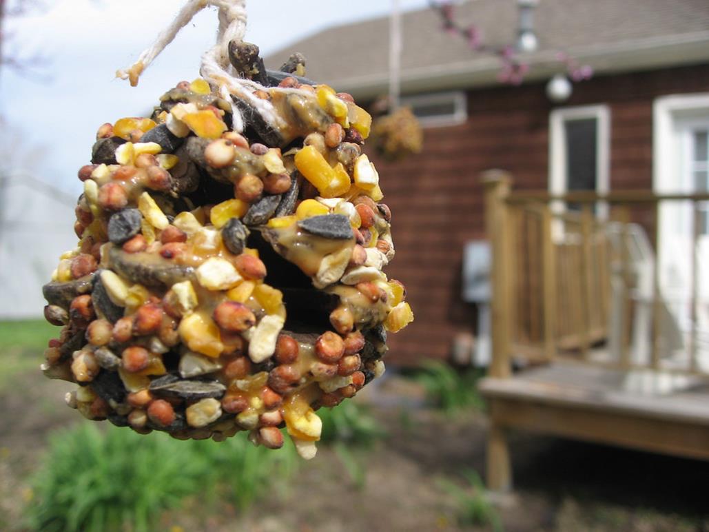 outdoor pine cone bird feeder
