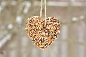 heart-shaped birdseed ornament hanging from branch