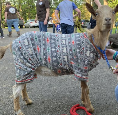 goat in pajamas